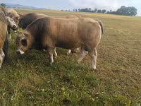Býk, Aubrac cattle — foto 2