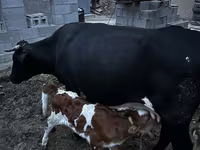 Tehén, Latvian Blue cattle — 1. fotó