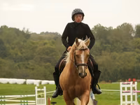 Hing, Quarter Horse — 6. fotó