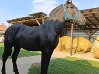 Cheval, Chevaux — photo 1