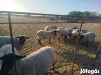 Juh, White Suffolk sheep — 5. fotó
