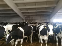 Tehén, Holstein fajta — 1. fotó