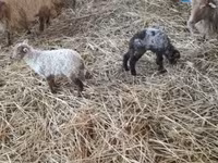 Schaf, Racka sheep — Foto 3