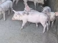خنزيرة, Дюрок — الصورة 3