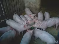 Boar, Pigs — photo 4
