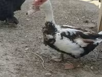 үйрек тұқымды мускус тауық — 3-сурет