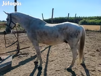 Hing, Lovak — 4. fotó
