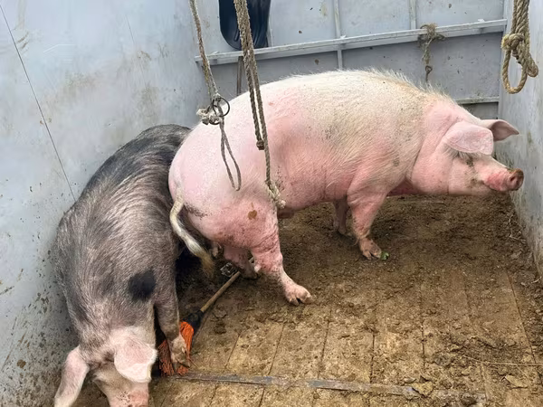 Sow, Pigs