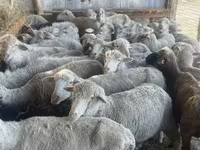 母羊, Sheep — 照片 2