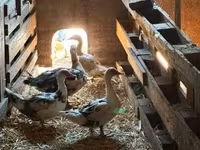 Ducks — zdjęcie 1