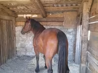 فرس, Međimurje horse — الصورة 5