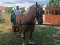 母马, Horses — 照片 8