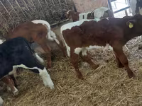 Bika, Simmental cattle — 1. fotó