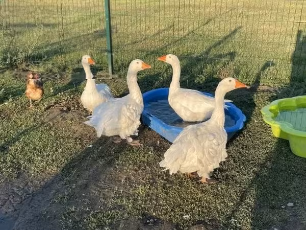 Geese