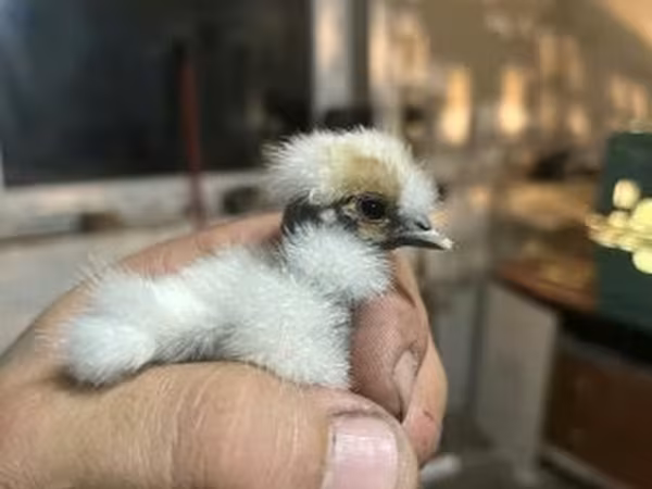 Seidenhuhn