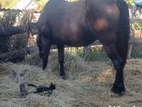 母马, Horses — 照片 7