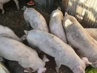 Boar, Pigs — photo 2