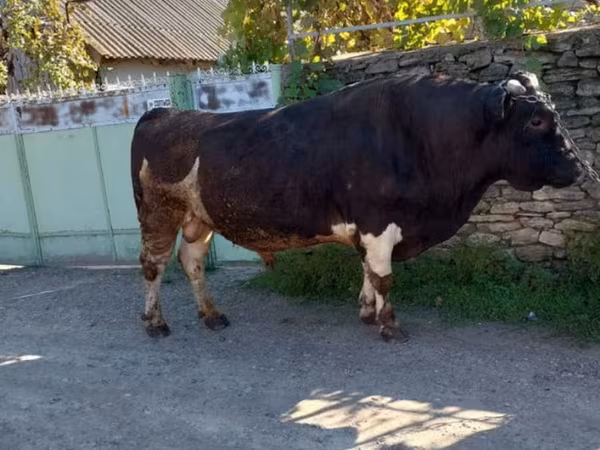 Buğa, Mal-qara