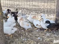 Ducks — Foto 3