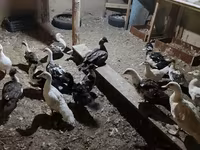 Domestic Muscovy — photo 1