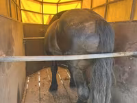 Cheval, Chevaux — photo 3