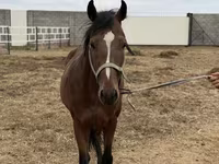 Hing, Thoroughbred horse — 7. fotó