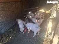 Sow, Pigs — photo 3