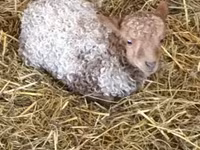 Schaf, Racka sheep — Foto 2