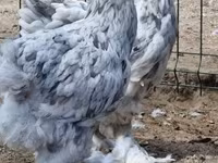 Brahma — Foto 3