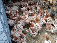 Chickens — الصورة 1
