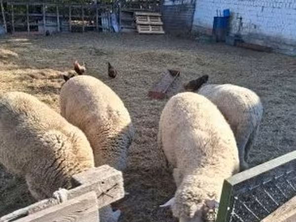Baran, Merino sheep