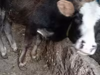 Bull, Cattle — photo 1
