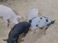 Pigs (batch, sex not specified), Pigs — photo 1