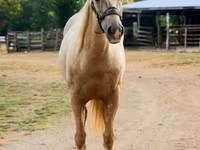 Hing, Quarter Horse — 7. fotó