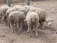 母羊, Sheep — 照片 2