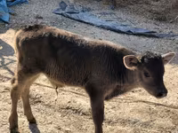 सांड, भूरा लातवियाई — फ़ोटो 4