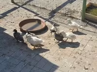 Ducks — 照片 3
