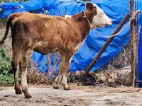 Tehén, Simmental cattle — 5. fotó