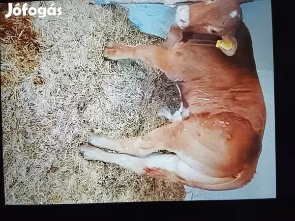 Toro, Ganado vacuno