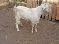 Bak, Saanen goat — 2. fotó