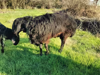 Carnero, Tian-Shan semifinewool sheep — foto 6