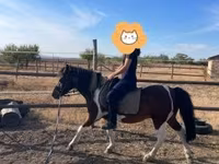 公马, Horses — 照片 8