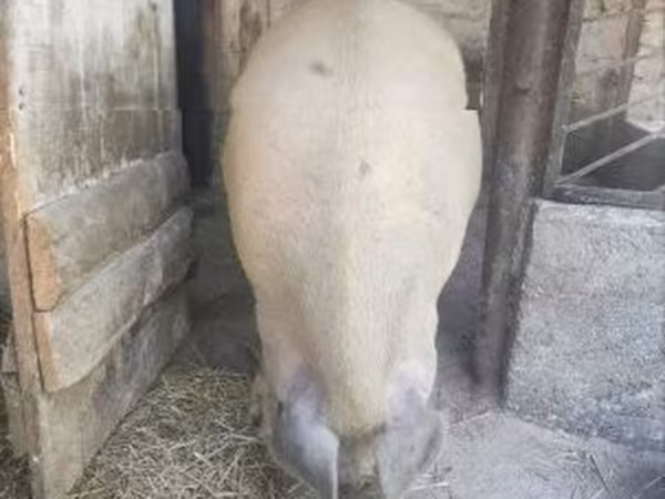 Eber, Schweine — Ungarn