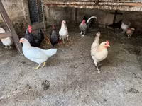 Poule danoise — photo 2