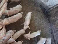 猪（批次，未指定性别）, Pigs — 照片 1