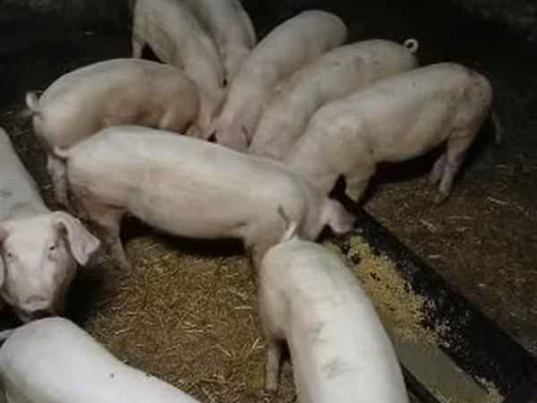 Kan, Крупная белая