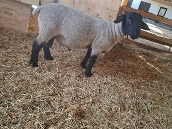 Ram, White Suffolk sheep