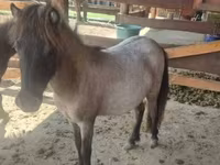 母马, Shetland Pony — 照片 6