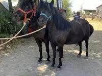 母马, Horses — 照片 3
