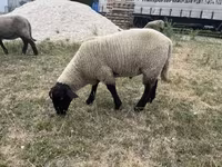 公羊, White Suffolk sheep — 照片 1